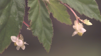 B. semiovata